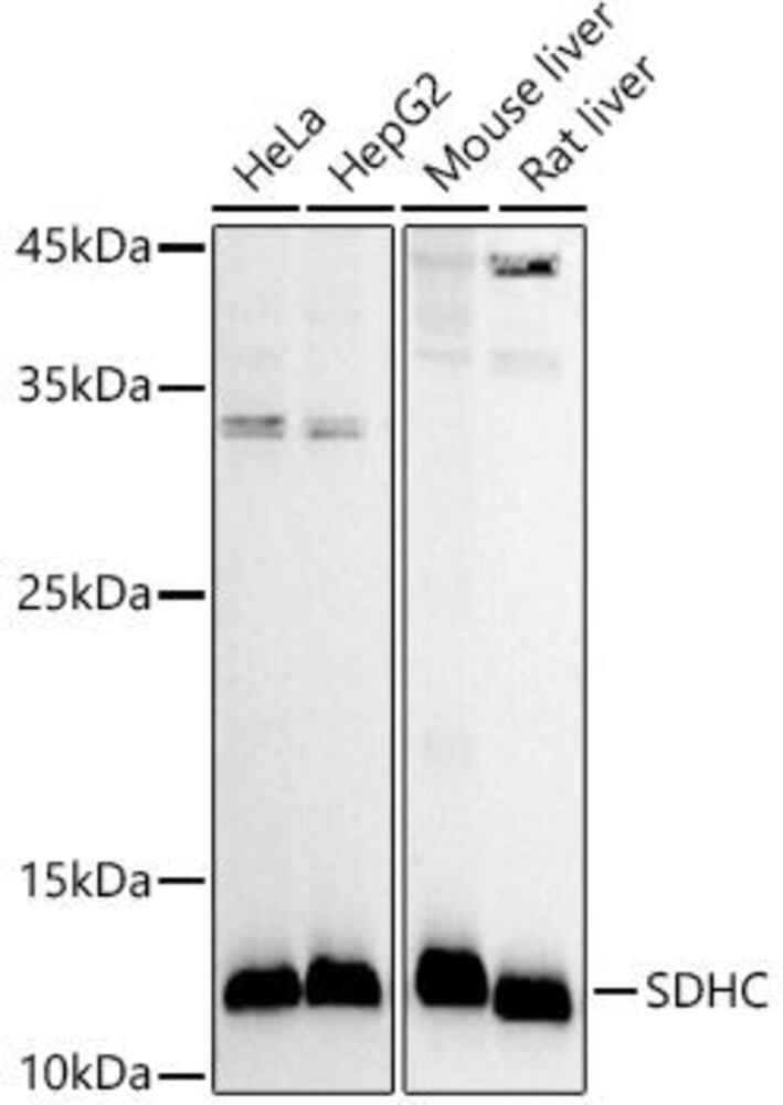 Anti-SDHC Antibody, 100 µl