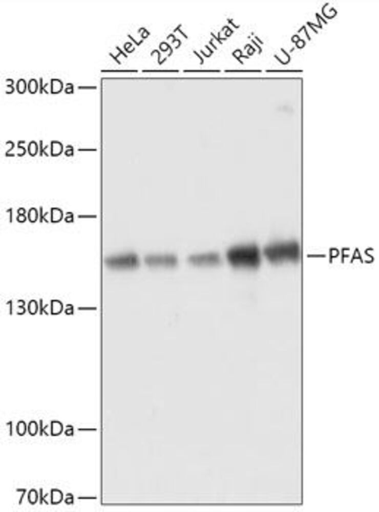 Anti-PFAS Antibody, 100 µl
