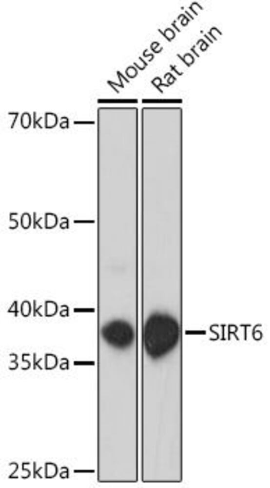 Anti-SIRT6 Antibody, 100 µl