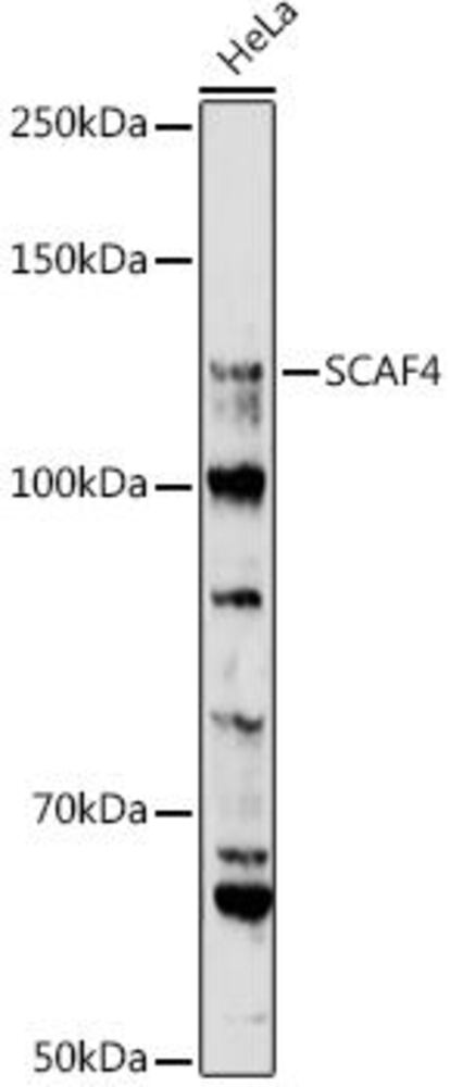 Anti-SCAF4 Antibody, 100 µl