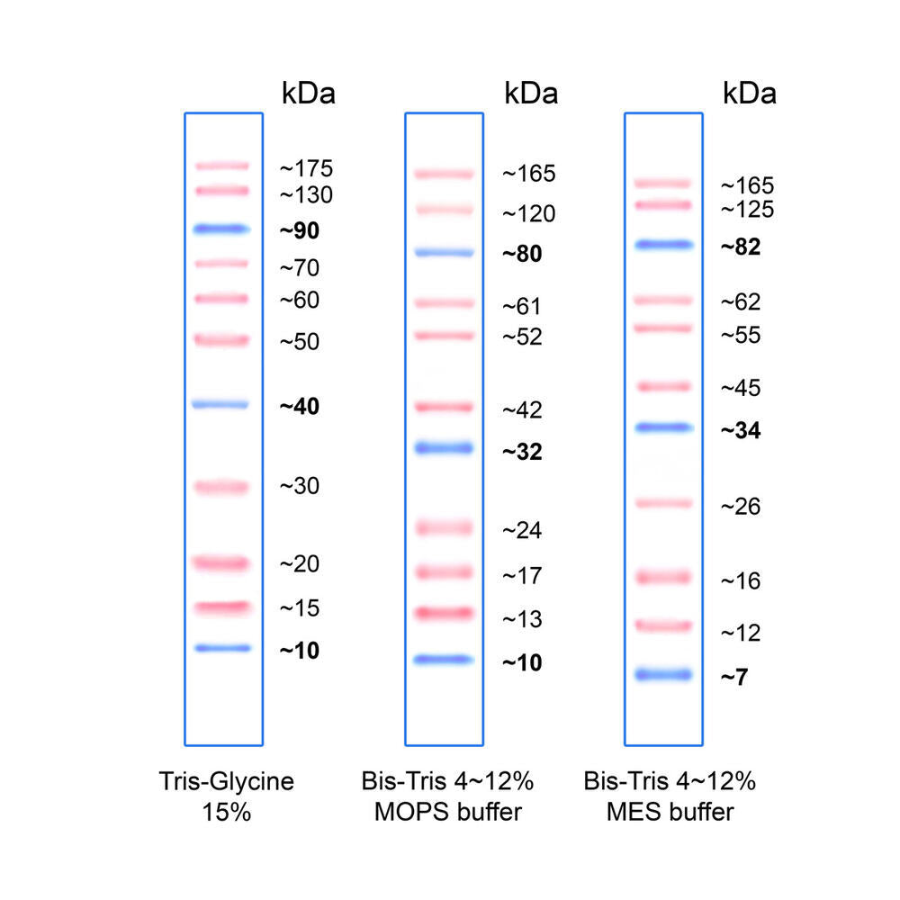 PiNK Plus Prestained Protein Ladder