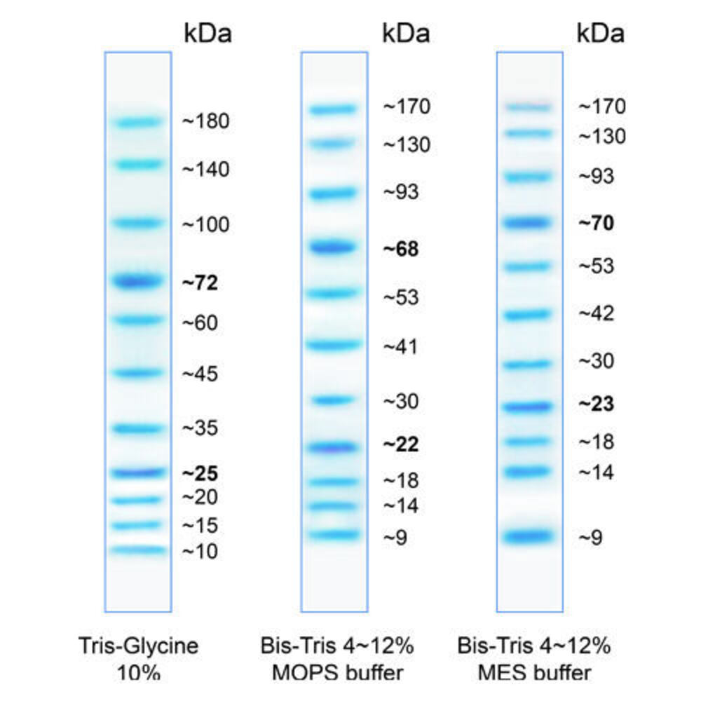 BlueAQUA Prestained Protein Ladder