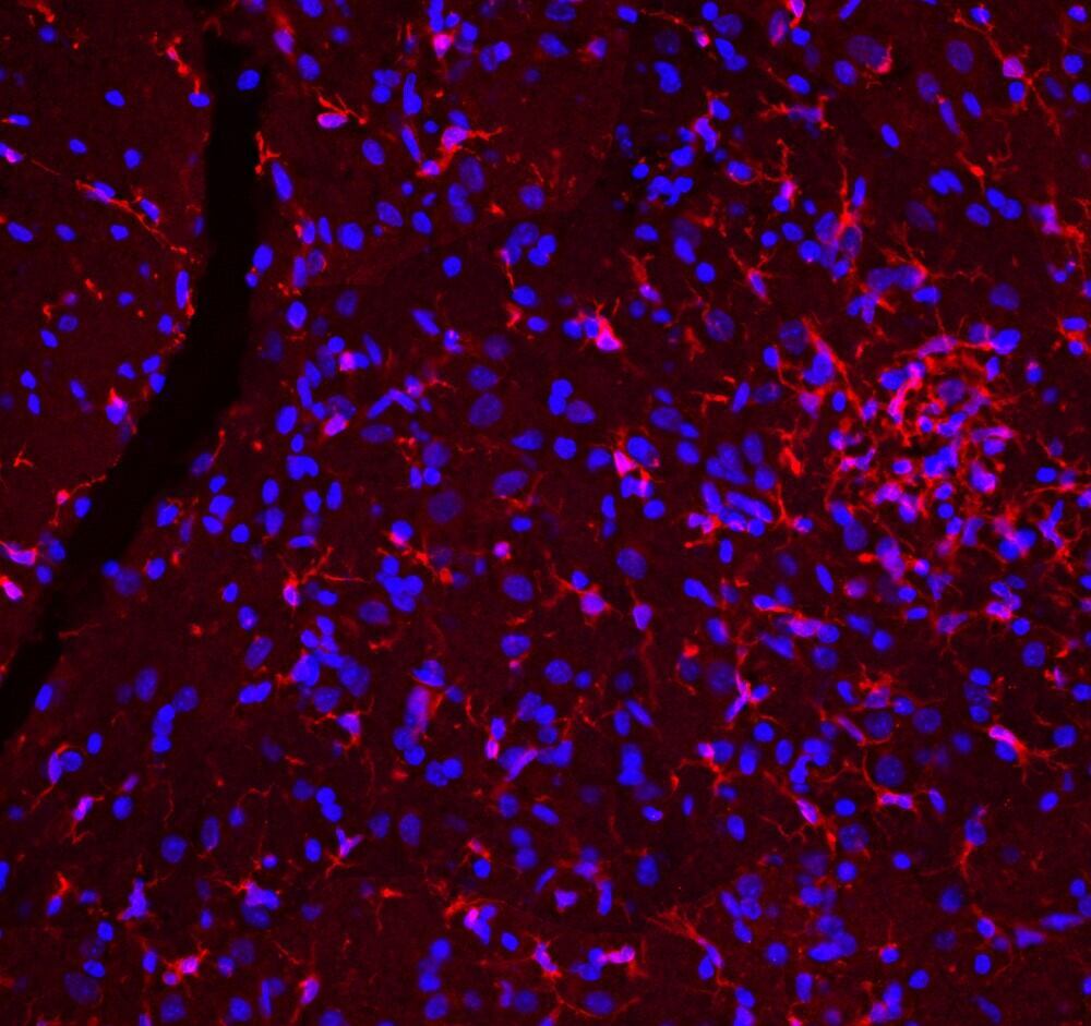Anti-Iba1 Antibody