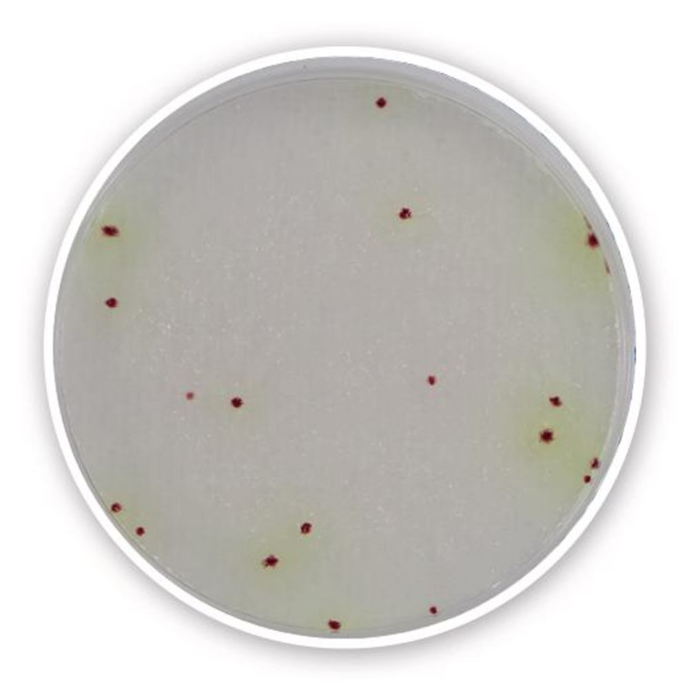 Compact Dry PA, sterile, for microbiology, 40 unit(s), blister - Luminix Health