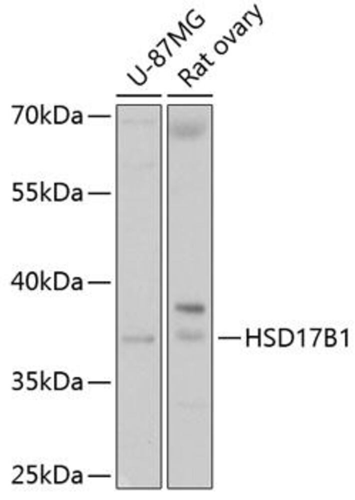 Anti-HSD17B1 Antibody