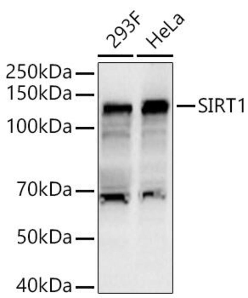 Anti-SIRT1 Antibody