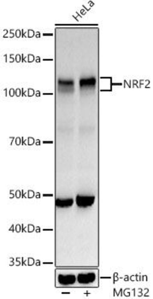 Anti-Nrf2 Antibody