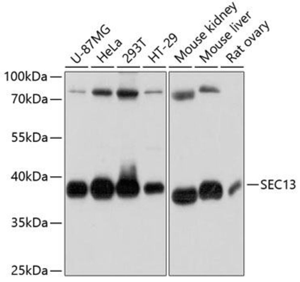 Anti-SEC13L1 Antibody