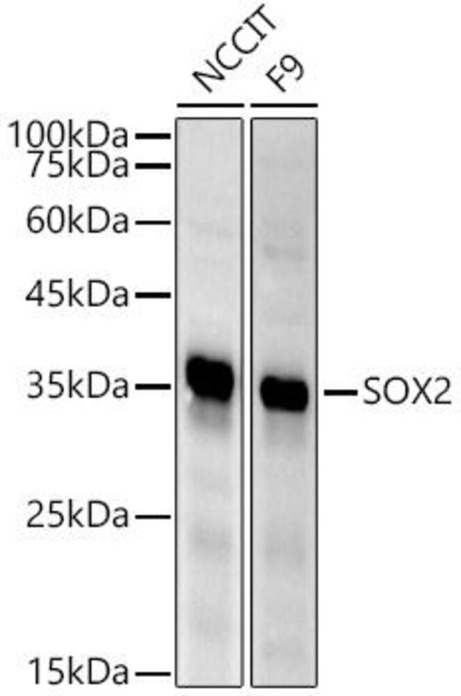 Anti-SOX2 Antibody