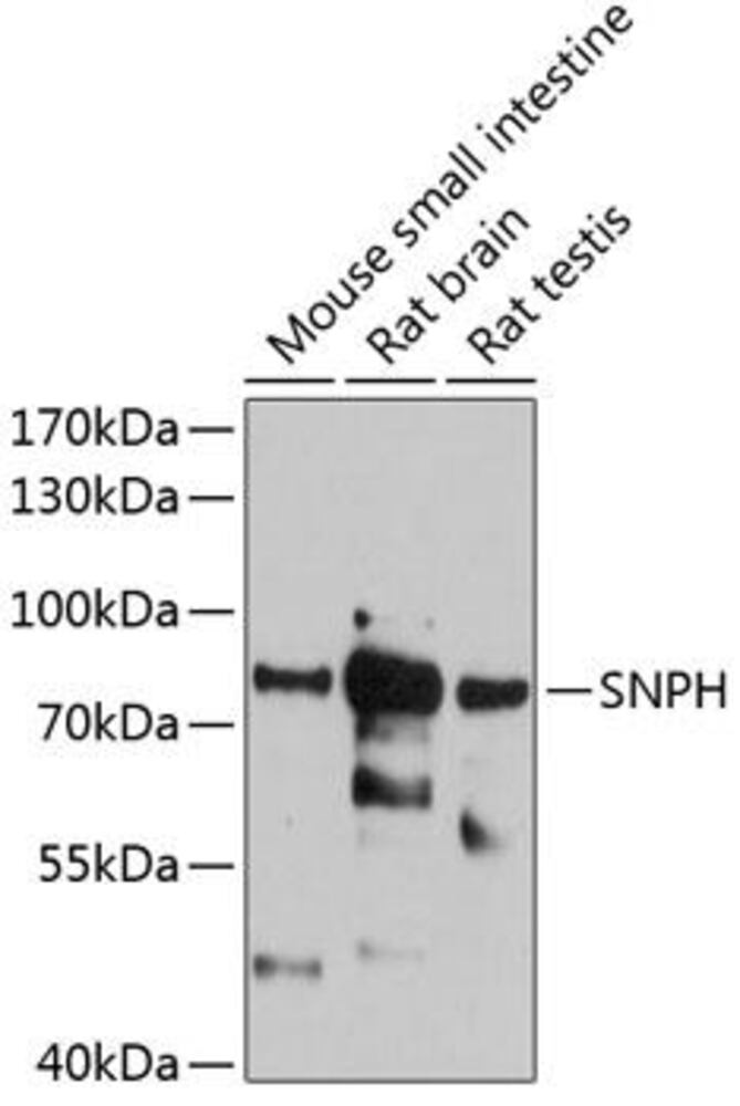 Anti-SNPH Antibody