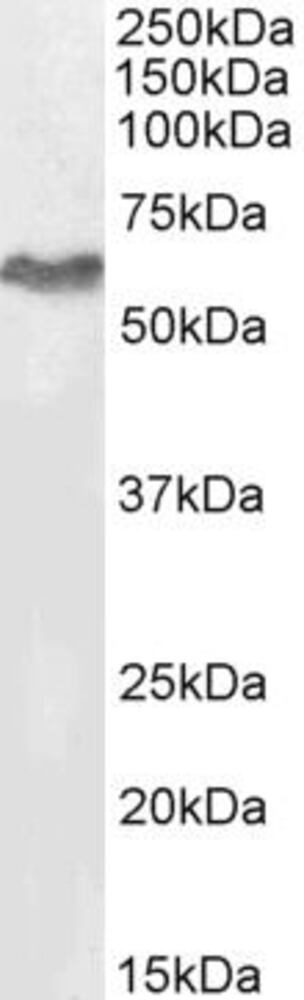 Anti-MURF2 Antibody, 100 µg