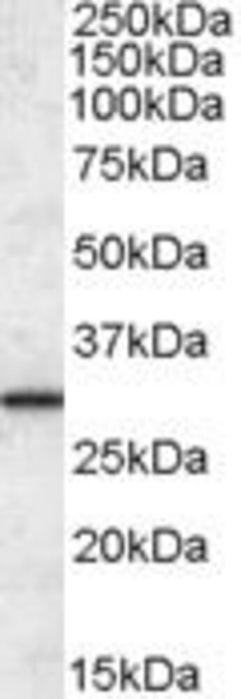 Anti-ERp29 Antibody, 100 µg