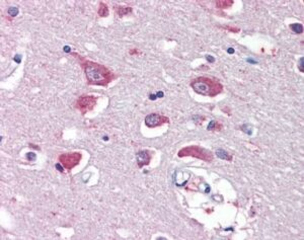Anti-Glutamate Receptor 4 Antibody, 100 µg