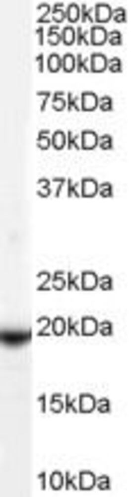 Anti-Glutathione Peroxidase 4 Antibody, 100 µg