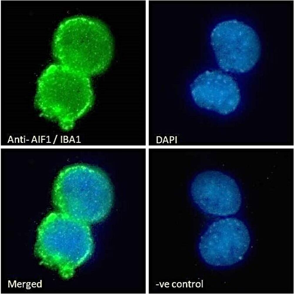Anti-Iba1 Antibody