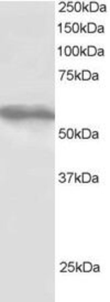 Anti-TRIM4 Antibody, 100 µg