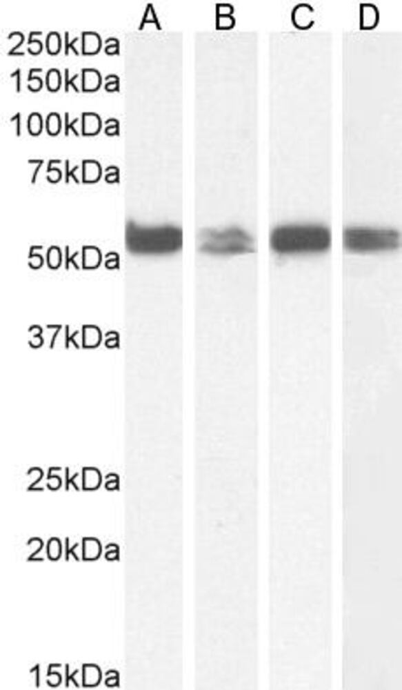 Anti-PTBP1 Antibody, 100 µg