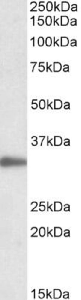Anti-PCNA Antibody, 100 µg