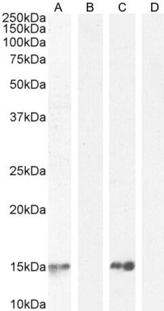 Anti-Parvalbumin Antibody, 100 µg