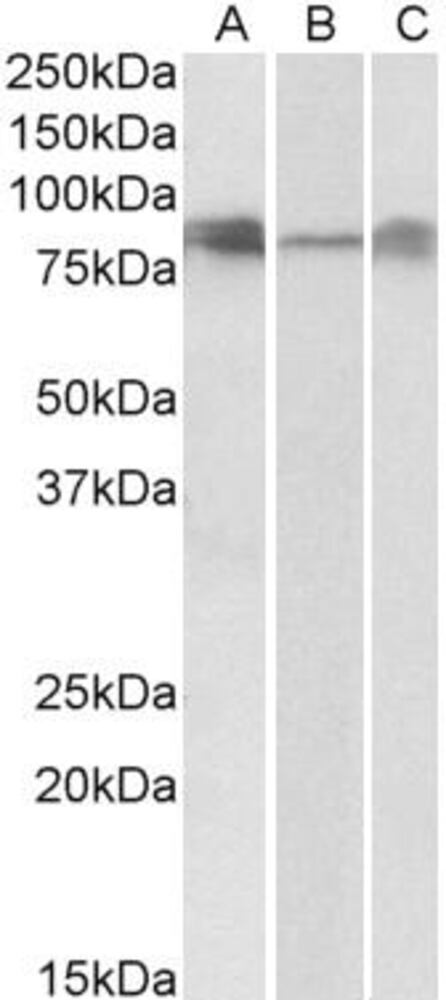 Anti-DLL4 Antibody, 100 µg