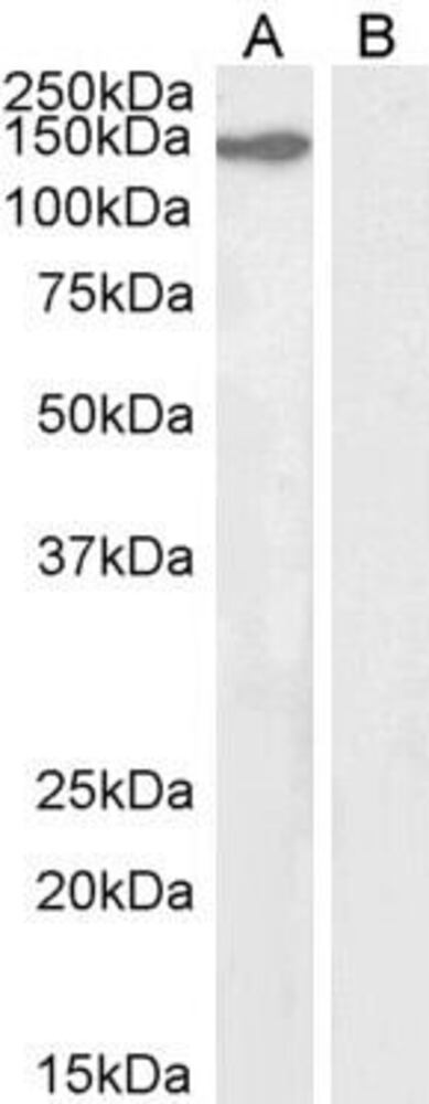 Anti-KIF4A/KIF4 Antibody, 100 µg