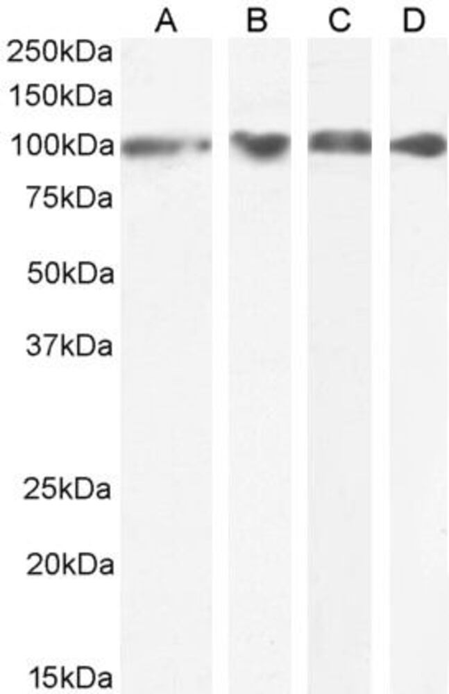 Anti-GRP94 Antibody, 100 µg