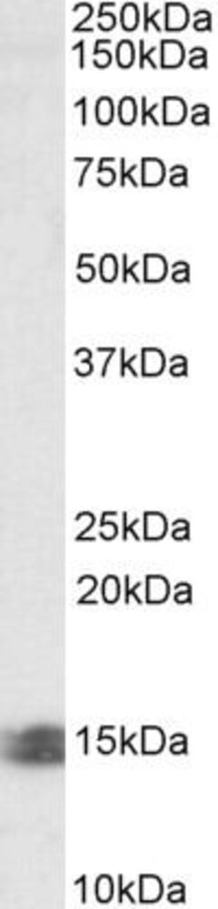 Anti-INCA Antibody, 100 µg