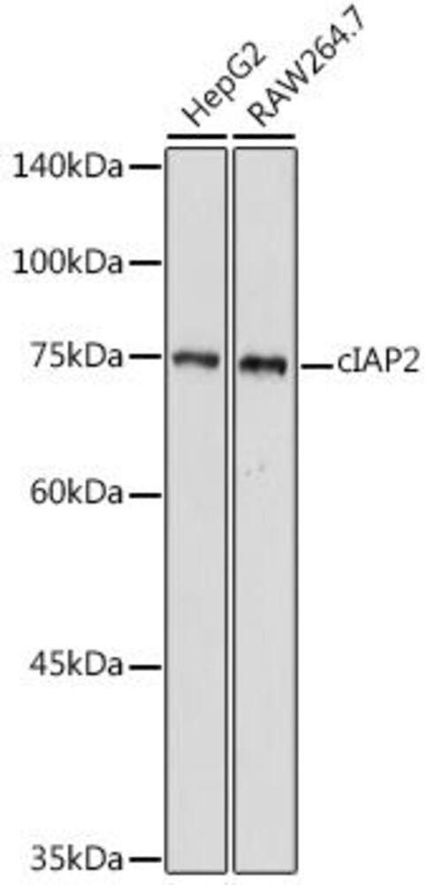 Anti-cIAP2 Antibody, 100 µl