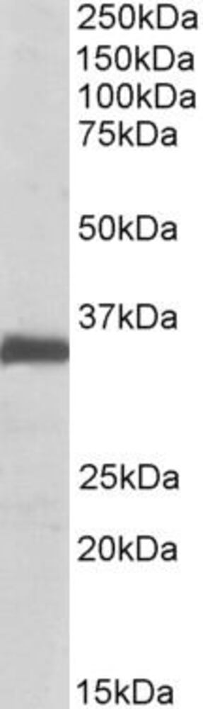 Anti-Ephrin B2 Antibody, 100 µg