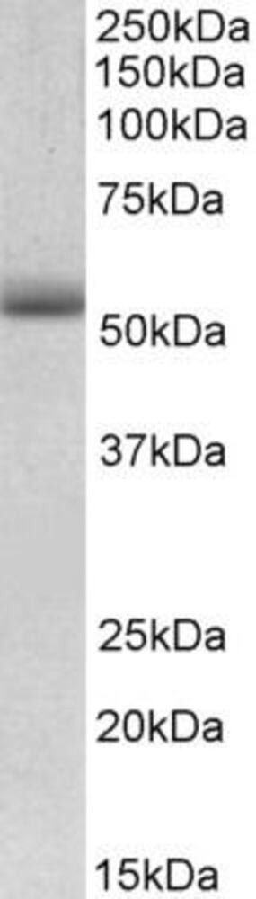 Anti-MG53 Antibody, 100 µg