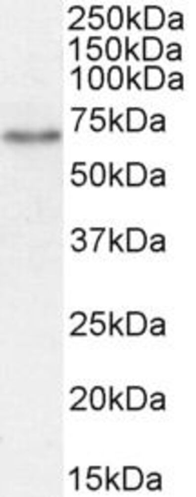 Anti-SGLT1 Antibody, 100 µg