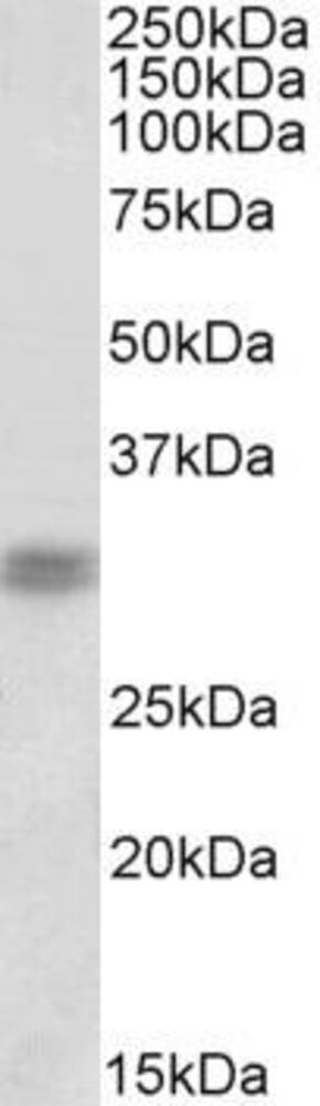 Anti-CRX Antibody, 100 µg