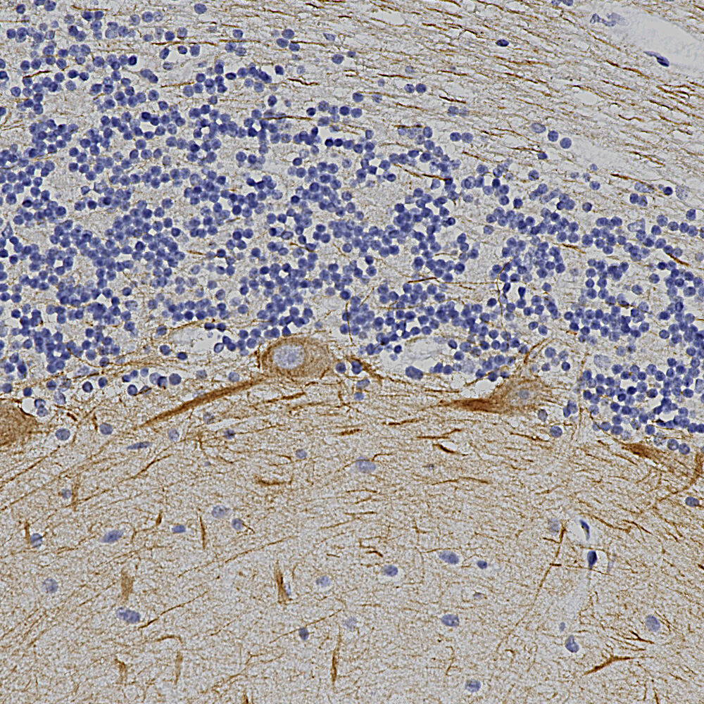 Anti-alpha Internexin Antibody