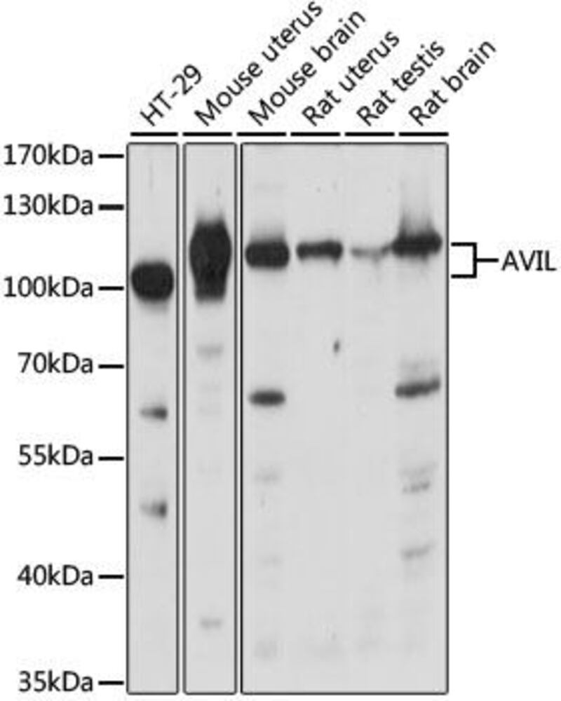 Anti-p92 Antibody