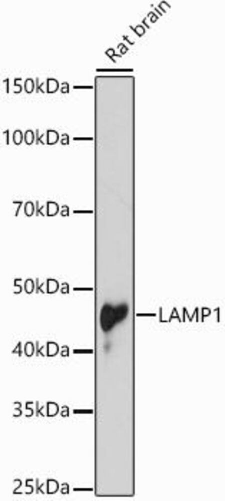 Anti-LAMP1 Antibody, 100 µl
