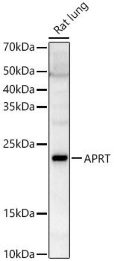 Anti-APRT Antibody