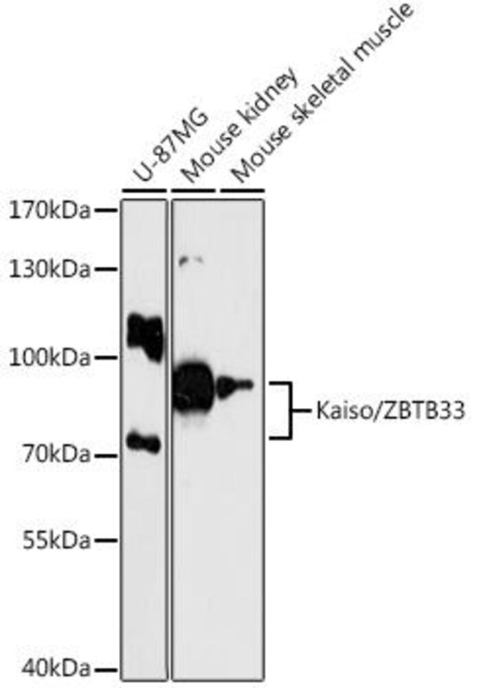 Anti-KAISO Antibody, 100 µl