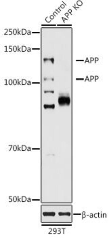 Anti-Amyloid Precursor Protein Antibody, 100 µl