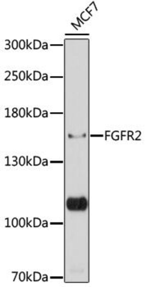 Anti-FGFR2 Antibody, 100 µl