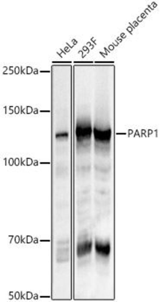 Anti-PARP1 Antibody