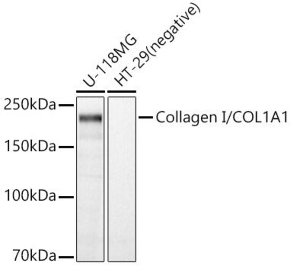 Anti-Collagen I Antibody