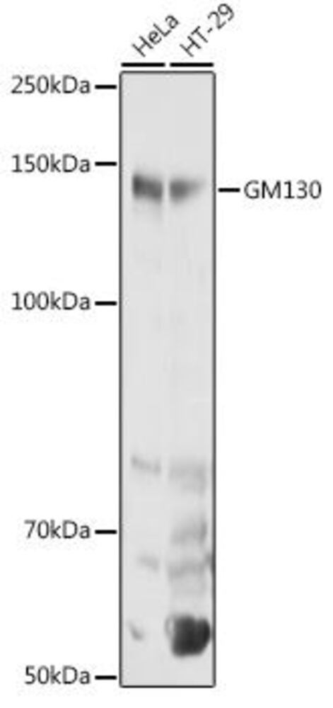 Anti-GM130 Antibody, 100 µl