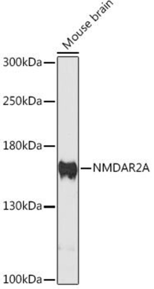 Anti-NMDAR2A Antibody, 100 µl