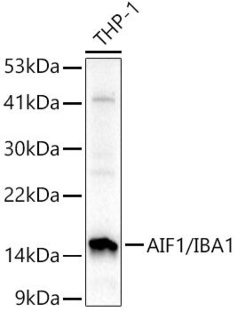 Anti-Iba1 Antibody