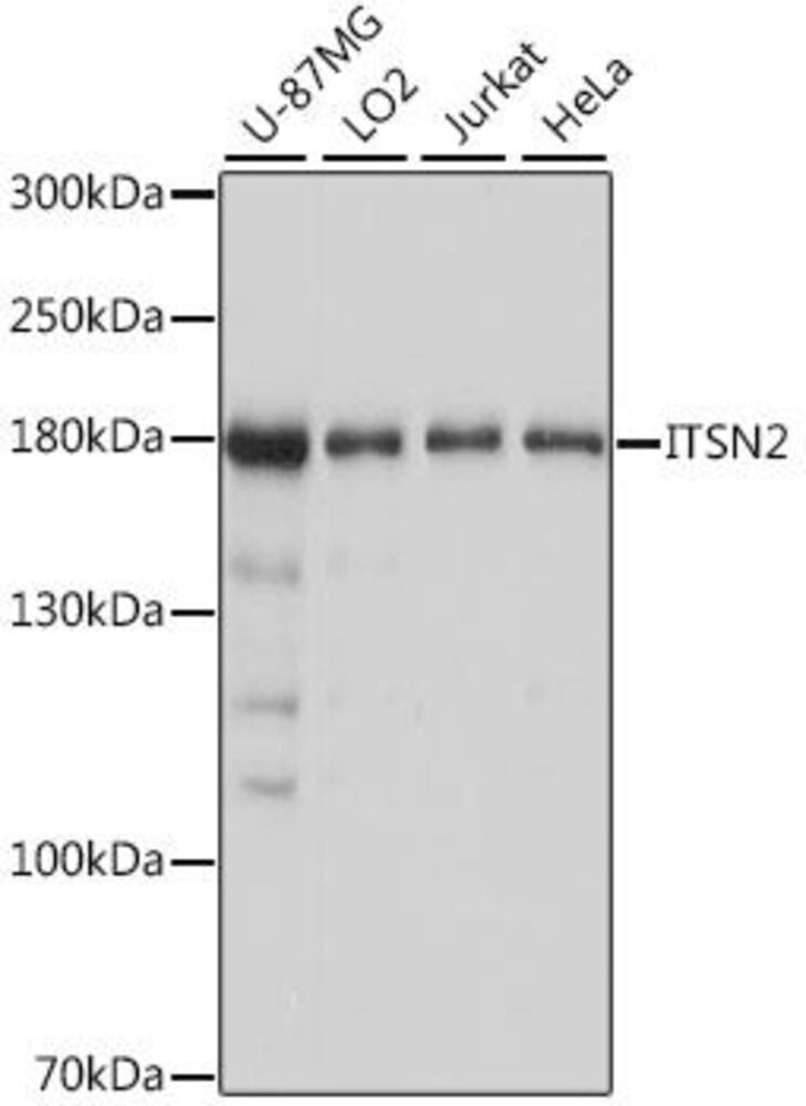 Anti-Intersectin-2 Antibody