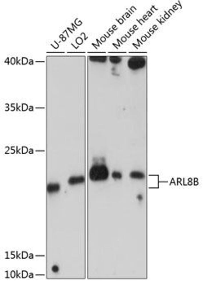 Anti-ARL8B Antibody, 100 µl