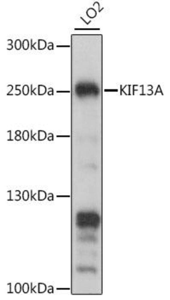 Anti-KIF13A Antibody