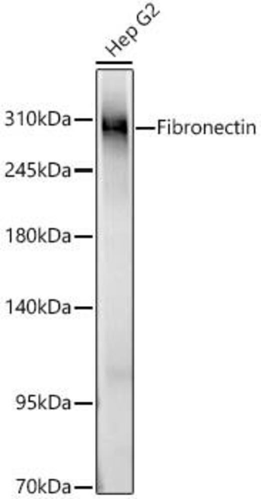 Anti-Fibronectin Antibody