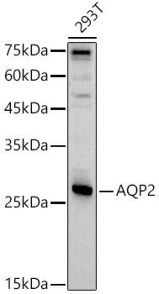 Anti-Aquaporin 2 Antibody
