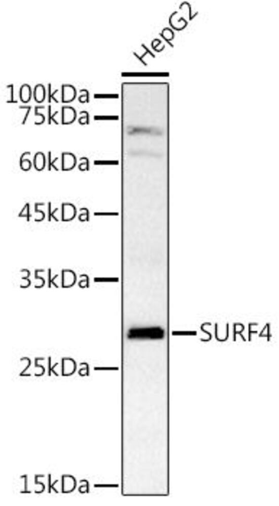 Anti-SURF4 Antibody